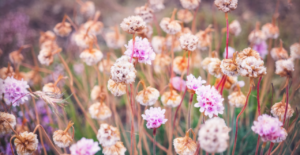 omeopatia arte medica