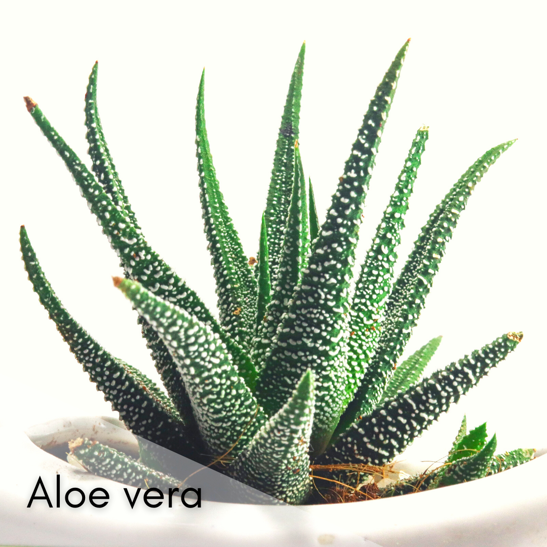 Aloe vera