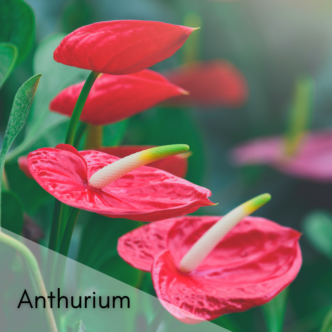 Anthurium