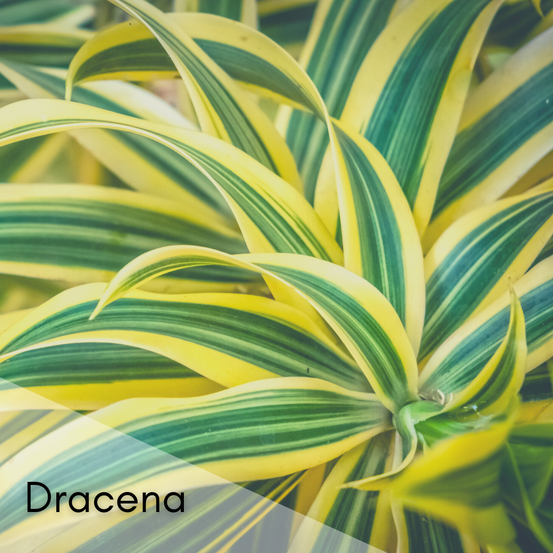 Dracena
