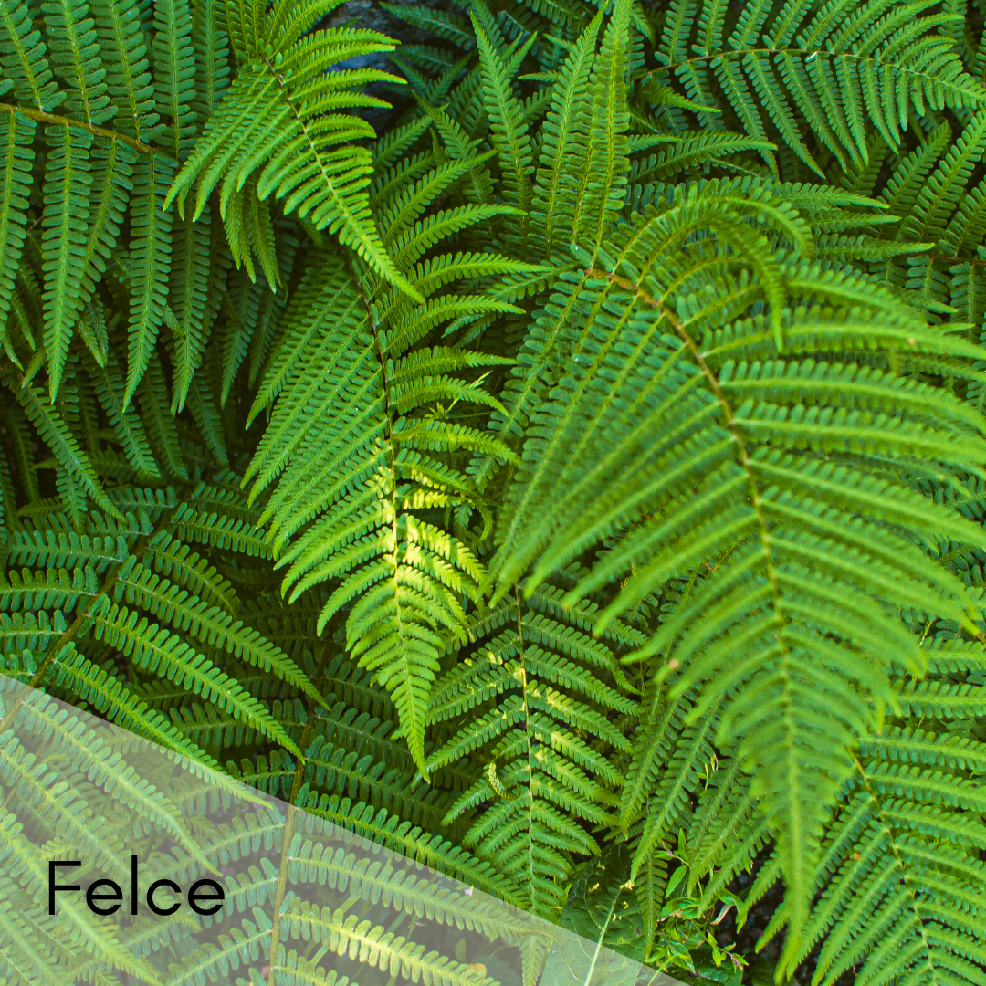Felce