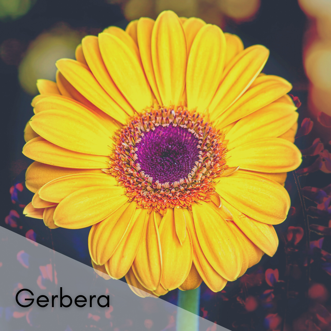 Gerbera