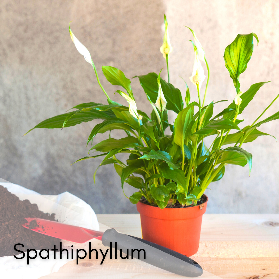 Spathiphyllum