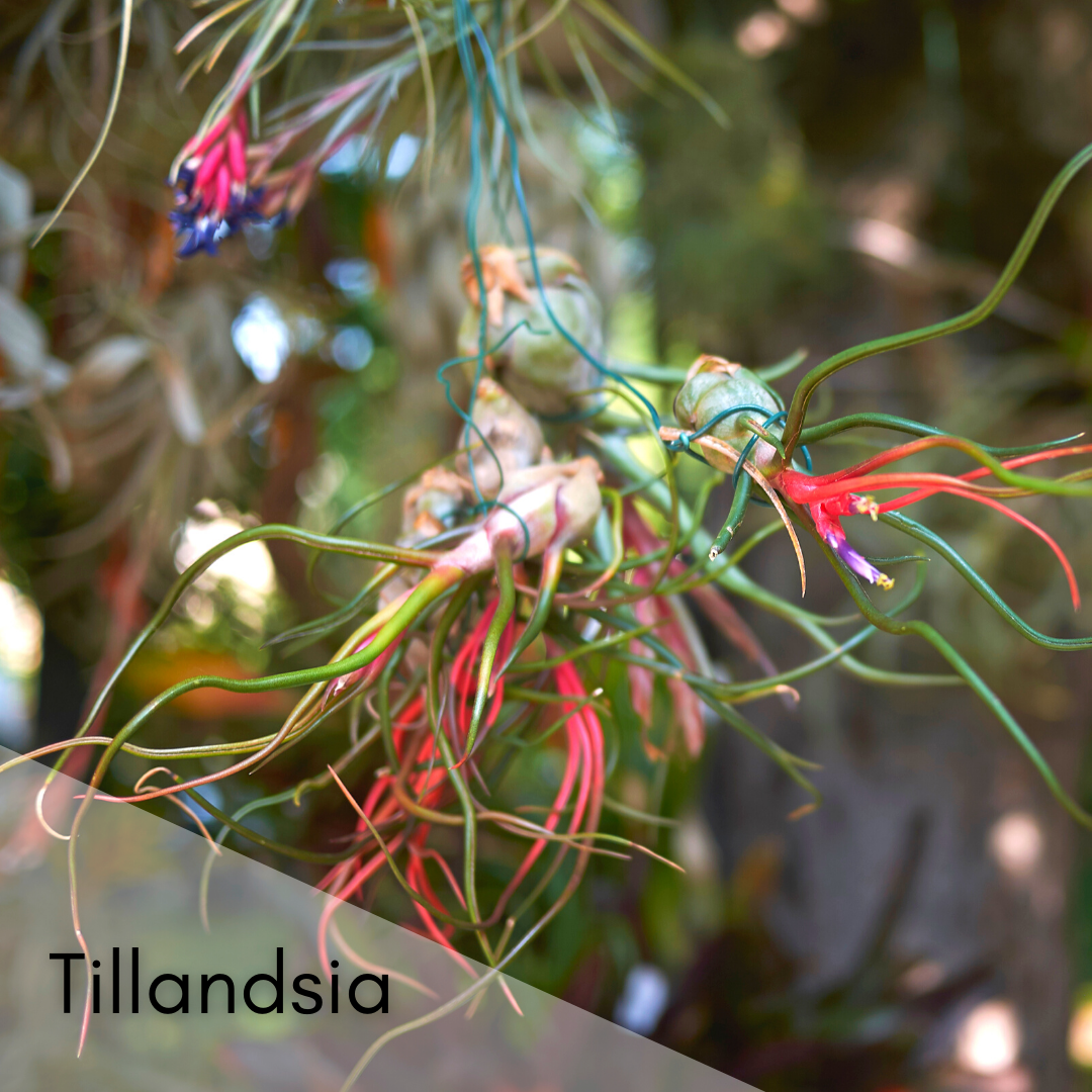 Tillandsia