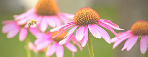Echinacea