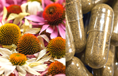 Echinacea e Difese immunitarie