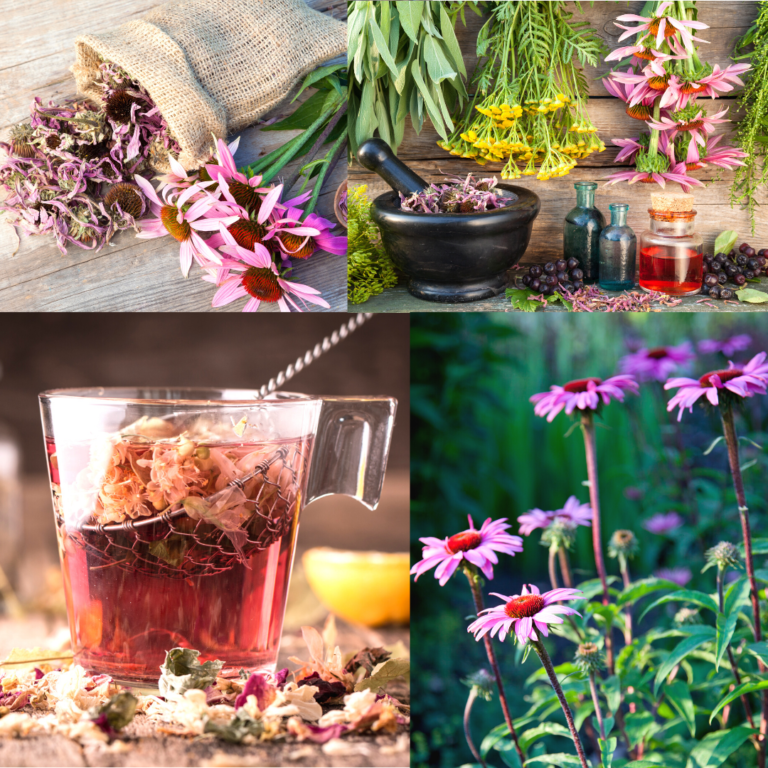 Echinacea e Sistema immunitario