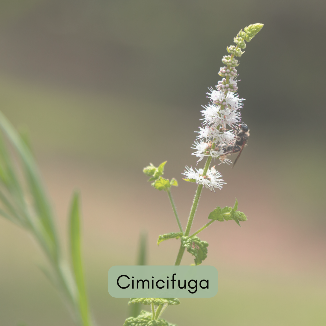 Cimicifuga